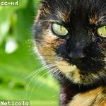 Haylee Collier Profile Picture