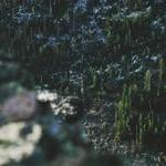 Alexie Bosco Profile Picture